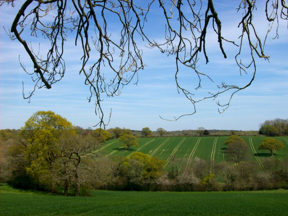 Fields at Warbleton