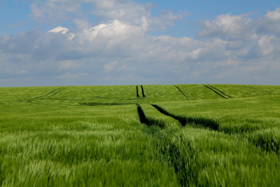 Field in Gollmitz 2021-05-29 41