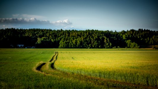 Field with mixed intercropping of oat and rye 2 - edited photo