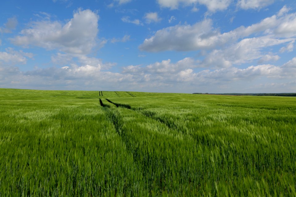 Field in Gollmitz 2021-05-29 32