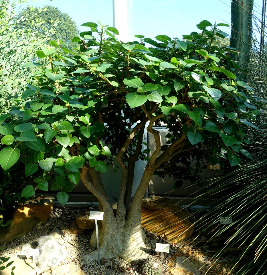 Ficus palmeri (Ficus petiolaris subsp. palmeri) - Bergianska trädgården - Stockholm, Sweden - DSC00468