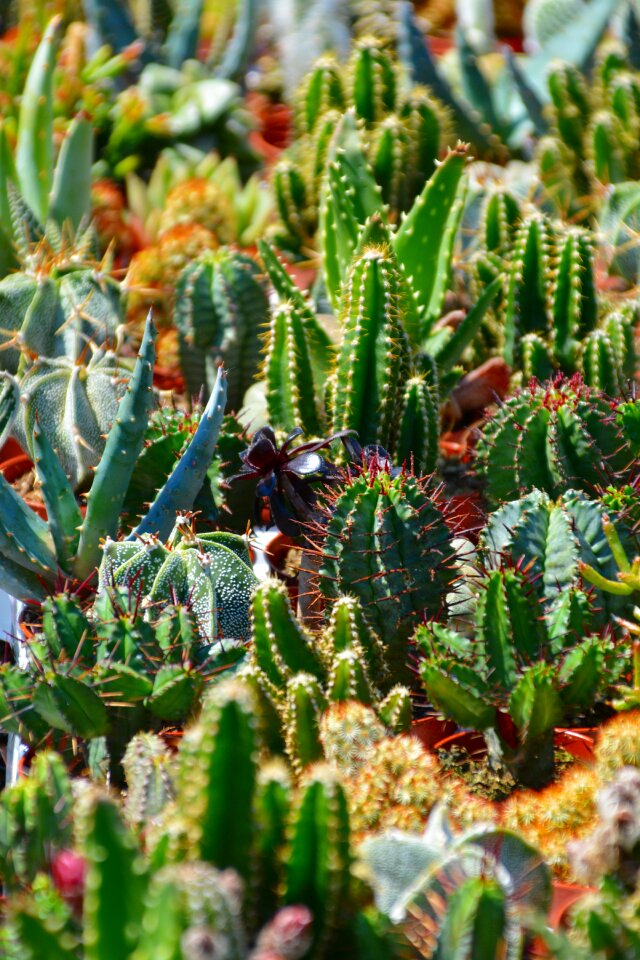 Thorns sting prickly