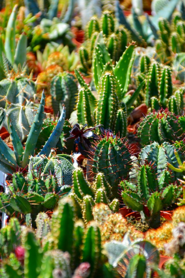 Thorns sting prickly photo