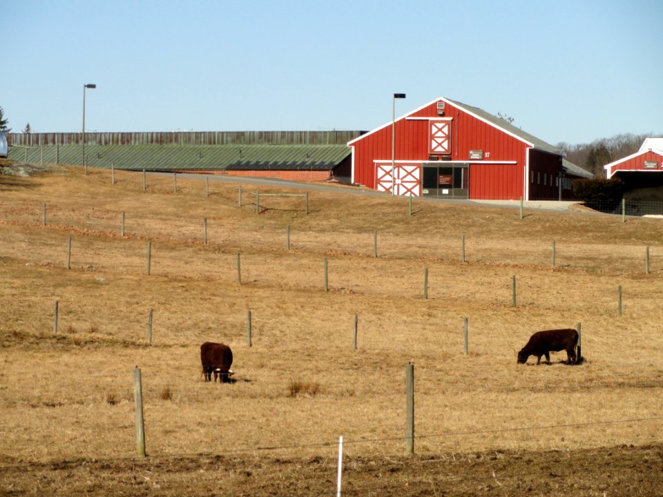 Fields - Cummings School of Veterinary Medicine - North Grafton, MA - DSC04513
