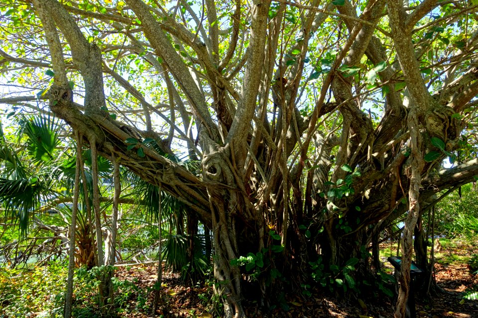 Ficus lutea, state champion tree - Marie Selby Botanical Gardens - Sarasota, Florida - DSC01345