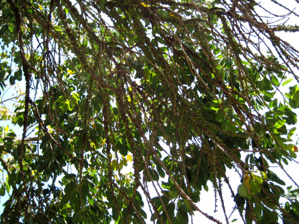 Ficus Geniculata V. Abnormalis4