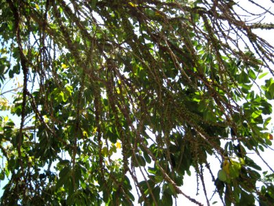 Ficus Geniculata V. Abnormalis4