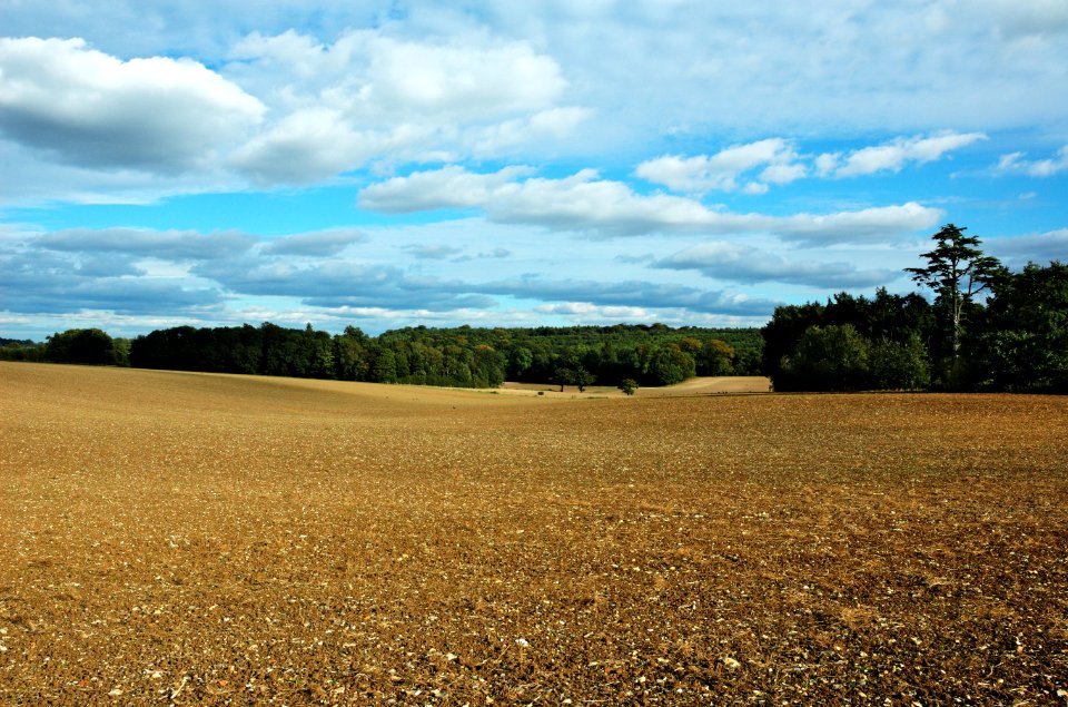 Field-woods-Gorhambury-20051002-030