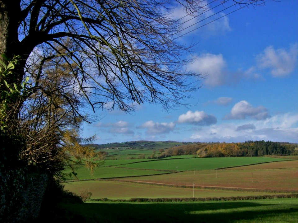 Fields at St Weonards