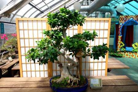 Ficus retusa bonsai - Krohn Conservatory - DSC03589