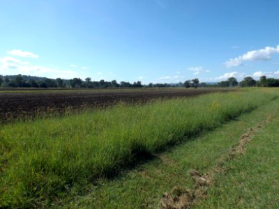 Fields at Innisplain, Queensland photo