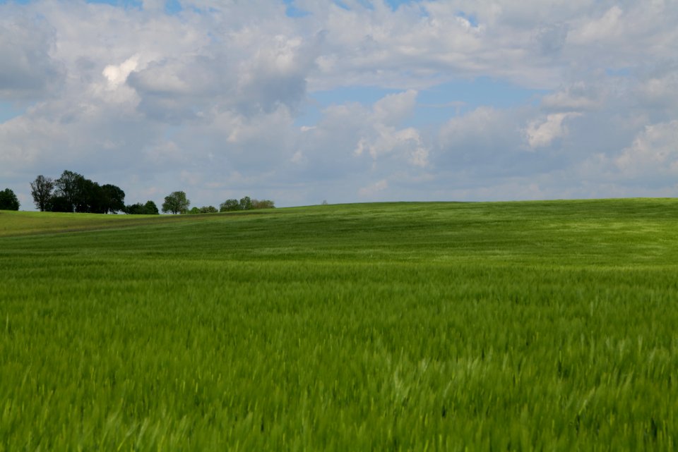 Field in Gollmitz 2021-05-29 21