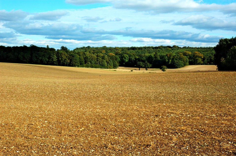 Field-woods-Gorhambury-20051002-031