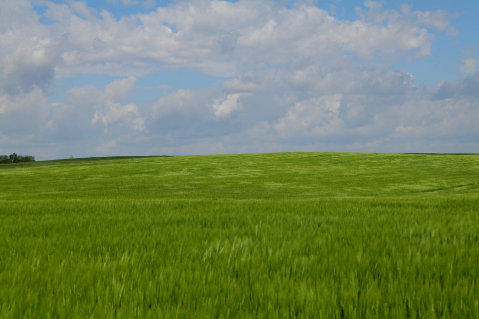 Field in Gollmitz 2021-05-29 19