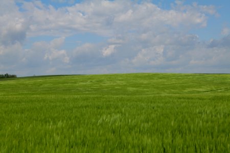 Field in Gollmitz 2021-05-29 19
