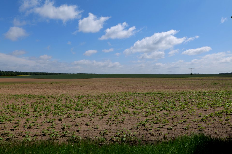 Field in Gandenitz 2021-05-29 04