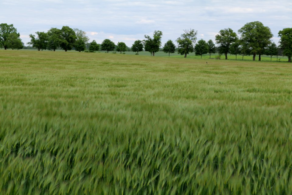 Field in Fehrbellin 2020-05-15 23