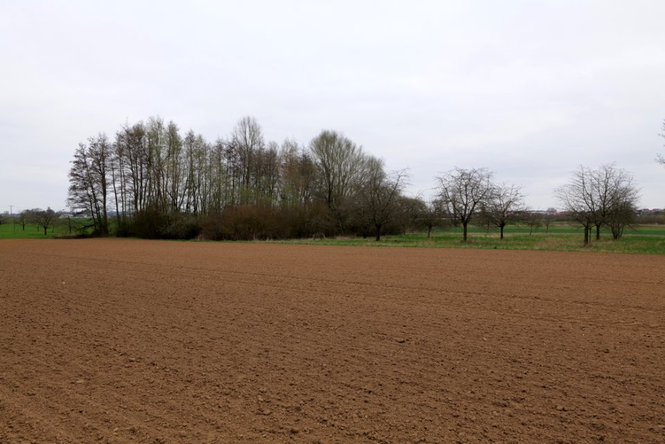 Fields and meadows in Ockstadt 2021-04-02 18
