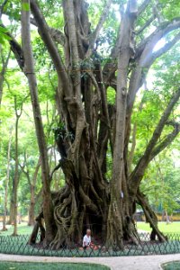 Ficus elastica - Hanoi Botanical Garden - Hanoi, Vietnam - DSC03559