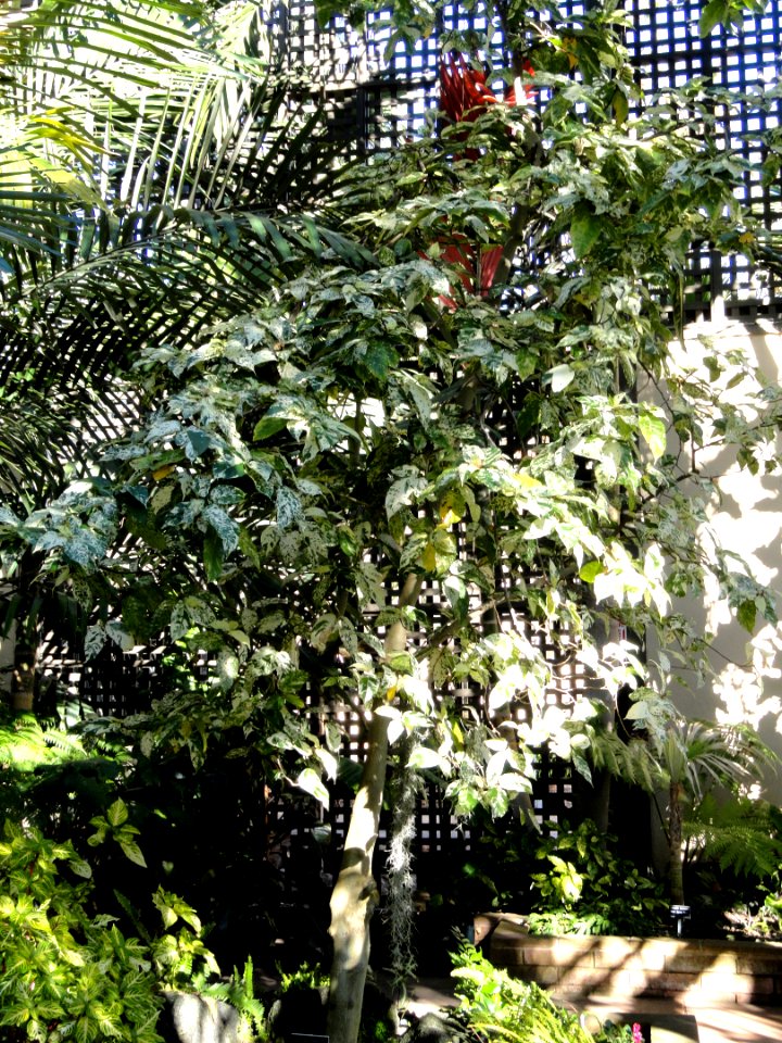 Ficus aspera - Balboa Park Botanical Building - DSC06785