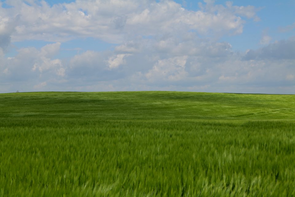 Field in Gollmitz 2021-05-29 22