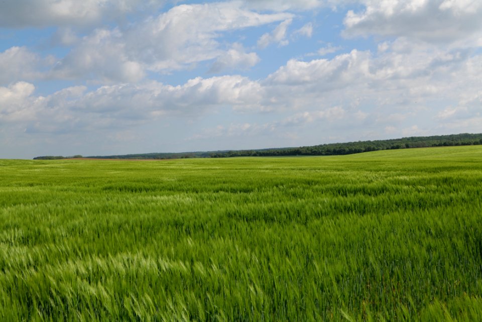 Field in Gollmitz 2021-05-29 37