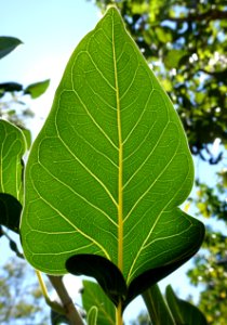 Ficus benghalensis - Naples Botanical Garden - Naples, Florida - DSC09583