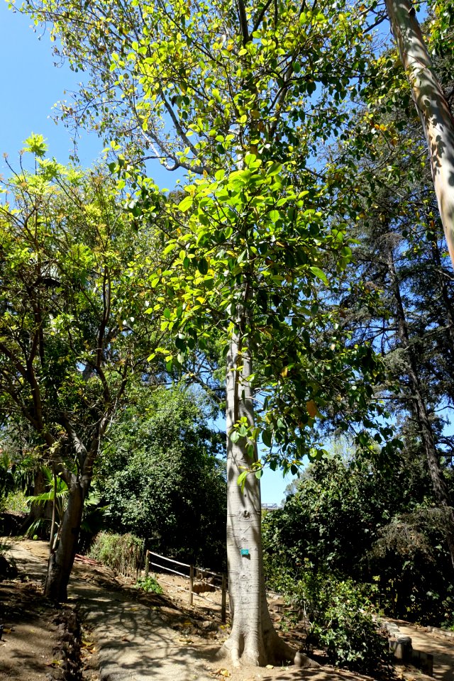 Ficus drupacea (Ficus mysorensis) - Mildred E. Mathias Botanical Garden - University of California, Los Angeles - DSC02727