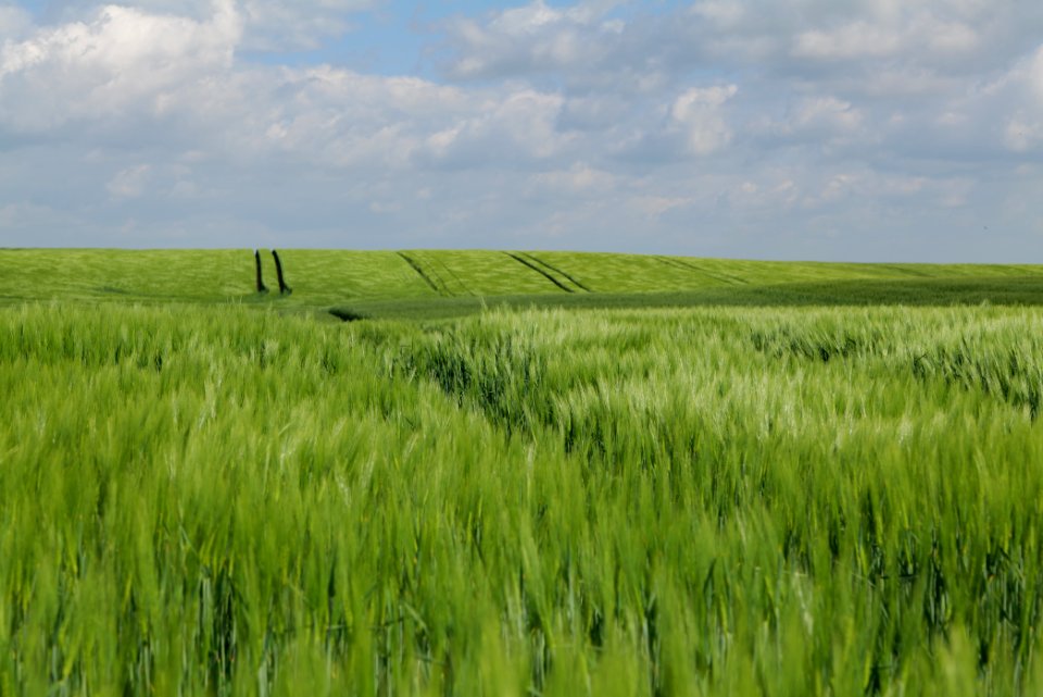 Field in Gollmitz 2021-05-29 27