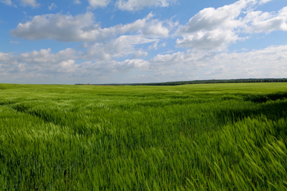 Field in Gollmitz 2021-05-29 35