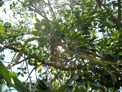 Ficus Geniculata V. Abnormalis3
