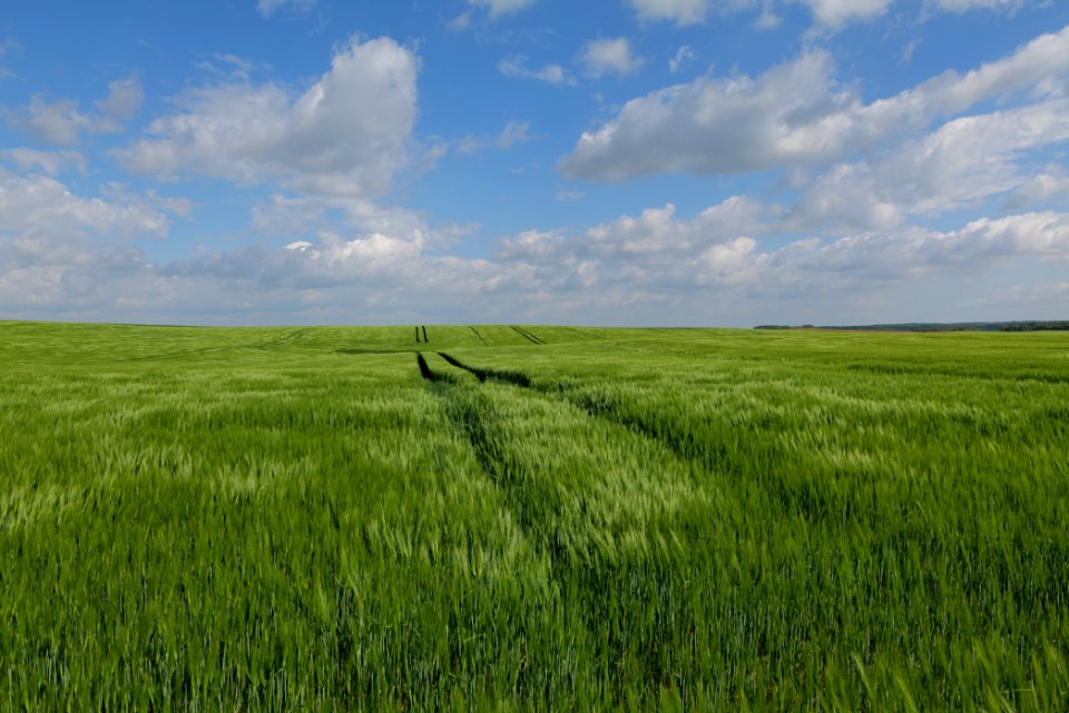Field in Gollmitz 2021-05-29 34