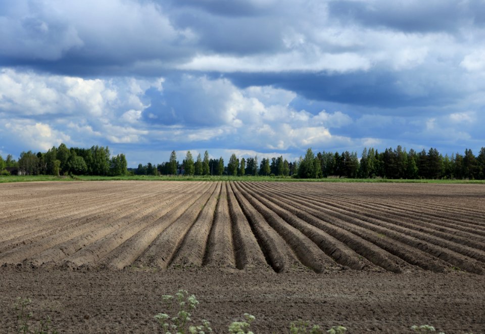 Fields Tyrnävä 20170627 04