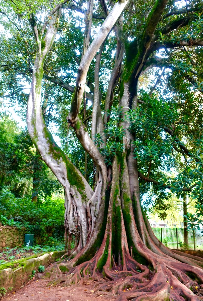 Ficus macrophylla - Quinta das Lágrimas - Coimbra, Portugal - DSC08725