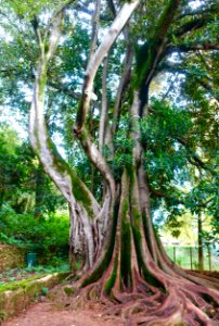 Ficus macrophylla - Quinta das Lágrimas - Coimbra, Portugal - DSC08725