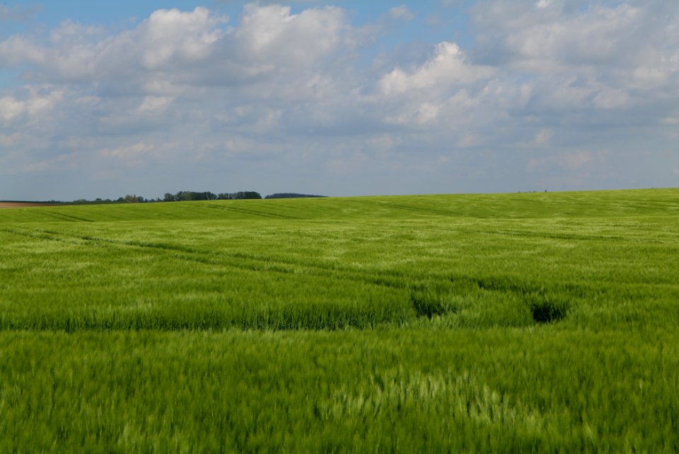 Field in Gollmitz 2021-05-29 44