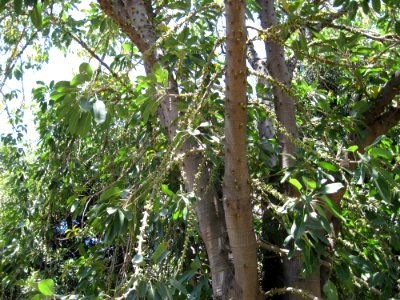 Ficus Geniculata V. Abnormalis6