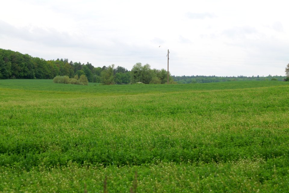 Field in Hardenbeck 2021-05-29 07
