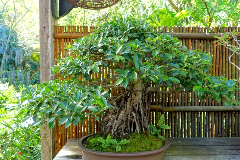 Ficus microcarpa - Marie Selby Botanical Gardens - Sarasota, Florida - DSC01087