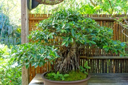 Ficus microcarpa - Marie Selby Botanical Gardens - Sarasota, Florida - DSC01087
