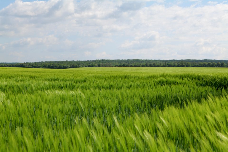 Field in Gollmitz 2021-05-29 31