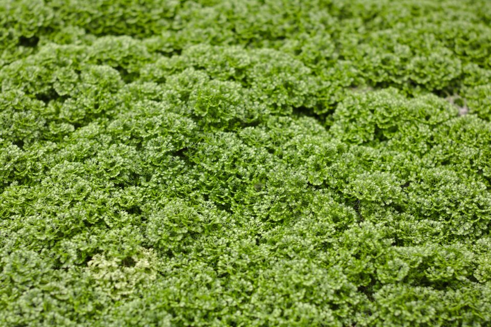 Moss herb plant nature