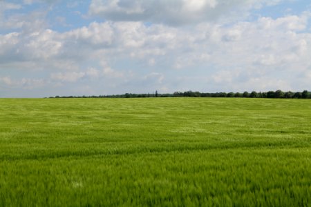 Field in Gollmitz 2021-05-29 45