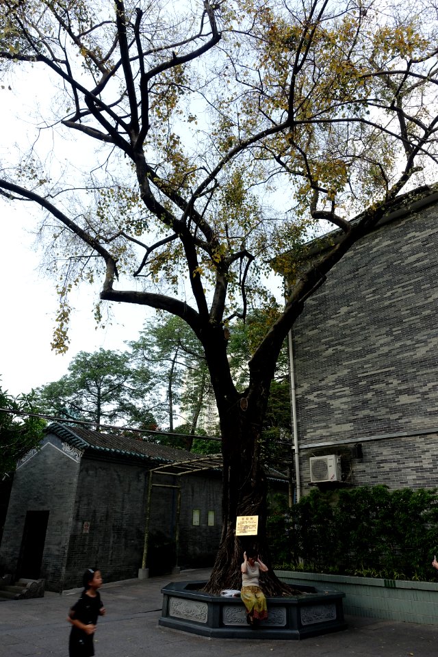 Ficus religiosa, Temple of the Six Banyan Trees