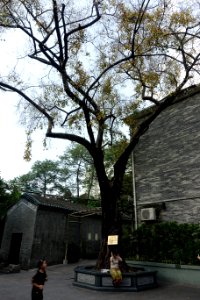 Ficus religiosa, Temple of the Six Banyan Trees