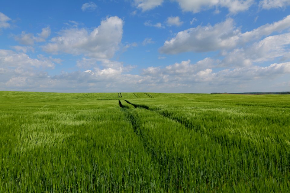 Field in Gollmitz 2021-05-29 38