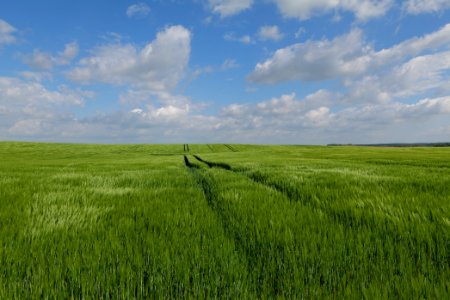 Field in Gollmitz 2021-05-29 38