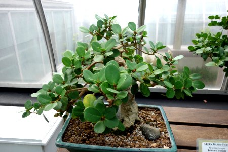Ficus punctata (Ficus macrocarpa) bonsai - Krohn Conservatory - DSC03579