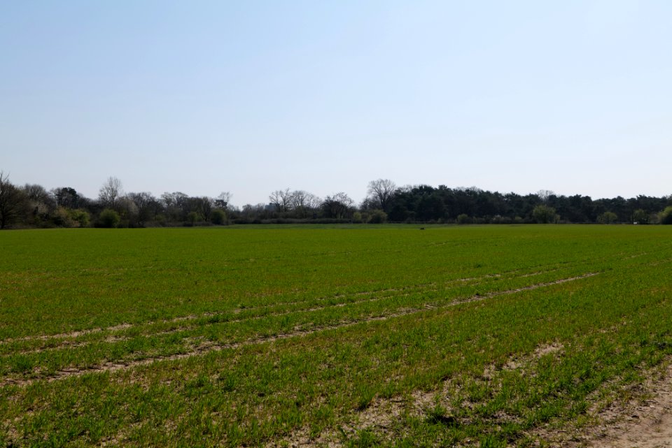 Field in Frankfurt-Schwanheim 2020-03-27 01