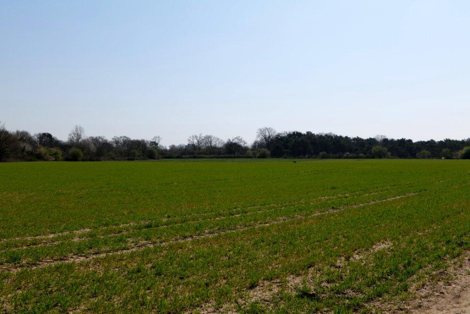 Field in Frankfurt-Schwanheim 2020-03-27 02